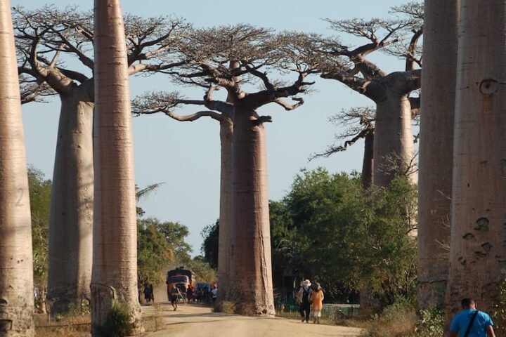 baobabtræer