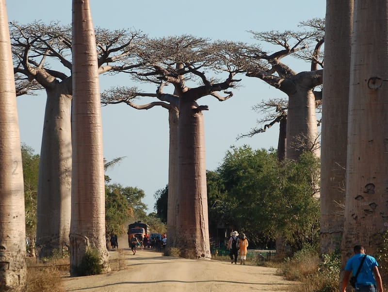 Baobabtræ [også kaldet Abebrødtræ] | Alt du skal vide