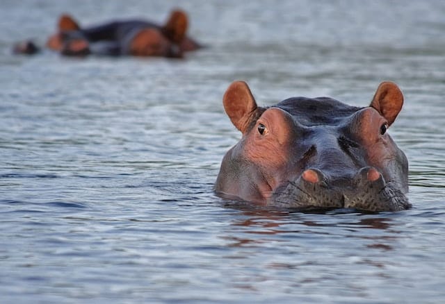 Flodhest | Alt du skal vide om Hippopotamus Amphibius
